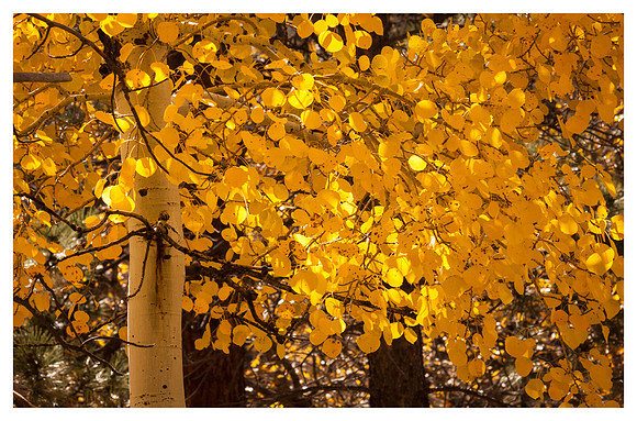 Aspen Detail, Fall, Grand Canyon National Park, AZ