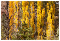 Fall Foliage, Oak Creek Canyon, Coconino National Forest, AZ