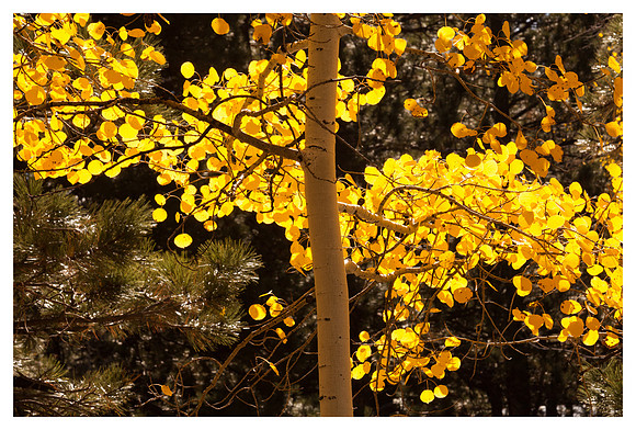 Aspen Detail II, Fall, Grand Canyon National Park, AZ
