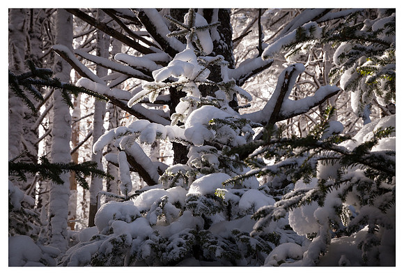 Snow-Covered Conifer, Afternoon Light, Roan High Knob, Pisgah/Cherokee National Forest, NC/TN