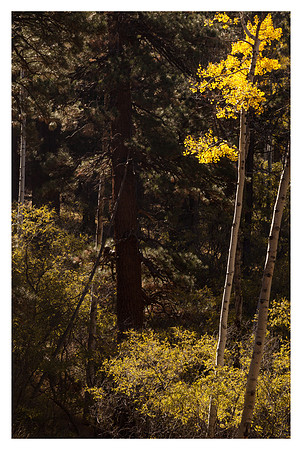 Aspen Tip, Fall, North Rim, Grand Canyon National Park, AZ