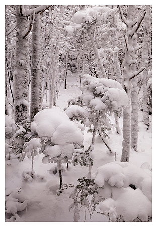 Snow-Covered Forest, Roan High Knob, Pisgah/Cherokee National Forest, NC/TN