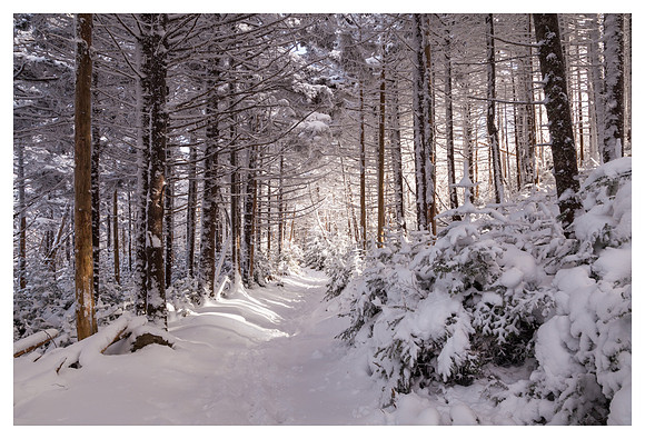 Forest Snow, Afternoon Light, Roan High Knob, Pisgah/Cherokee National Forest, NC/TN