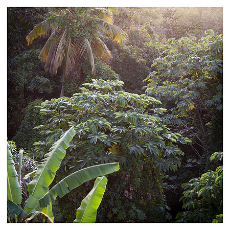 Tropical Foliage, Late Afternoon, Marigot Bay, St. Lucia