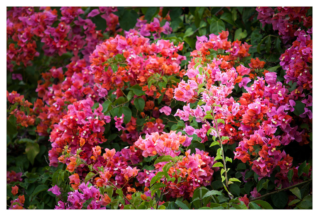 Bougainvillea, Marigot Bay, St. Lucia