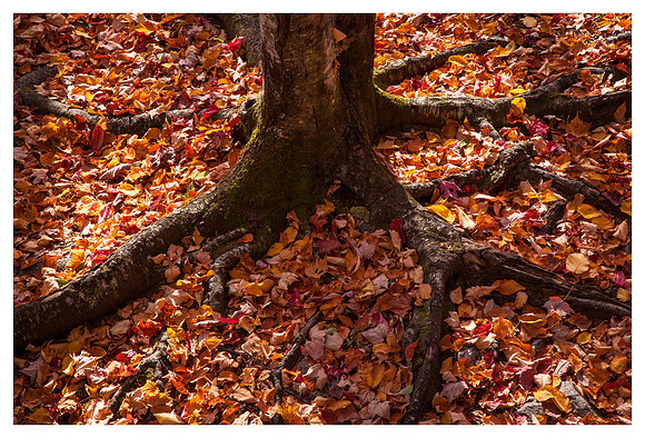 Leaves, Trunk, Afternoon Light, Pisgah National Forest, NC