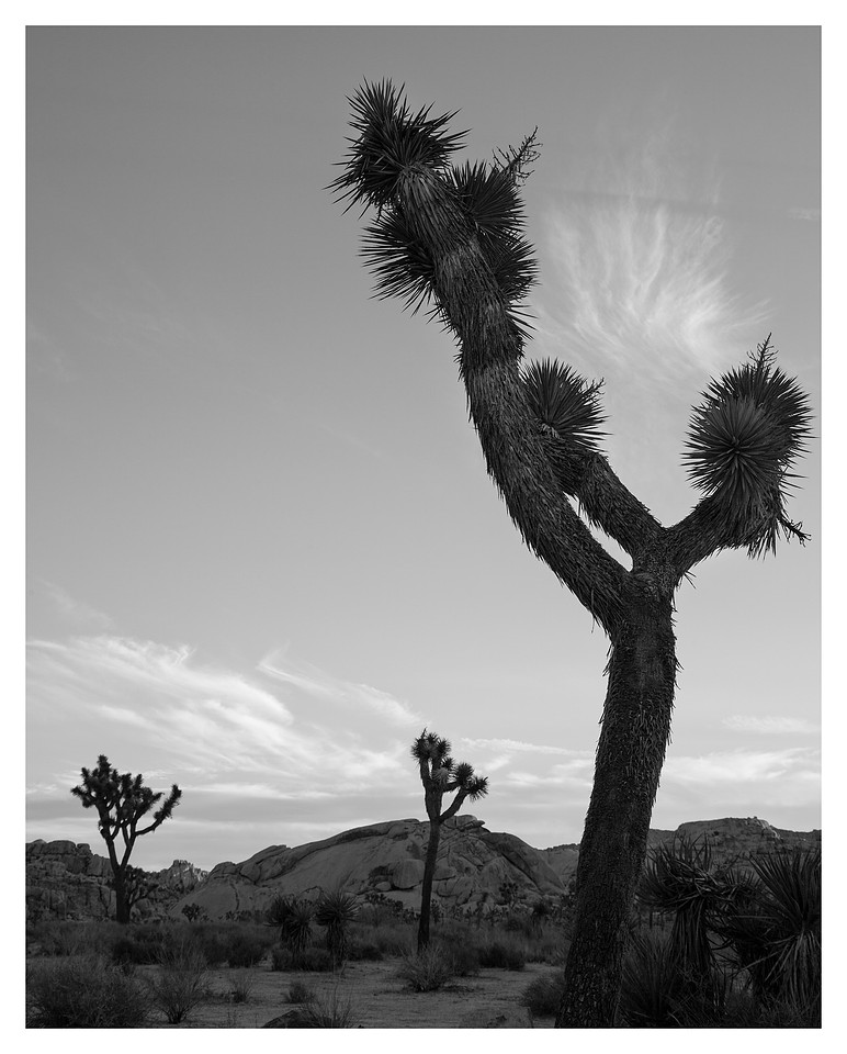 Joshua Trees, Morning, Joshua Tree National Park, CA