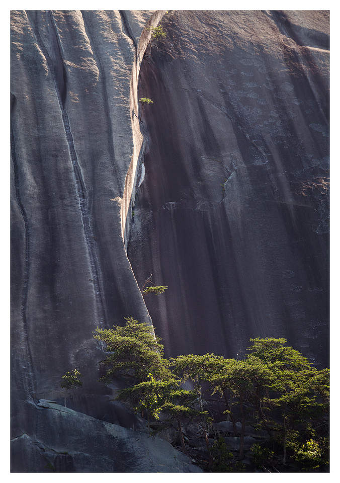 Tree, Crack, Stone Mountain, Morning, Stone Mountain State Park, NC
