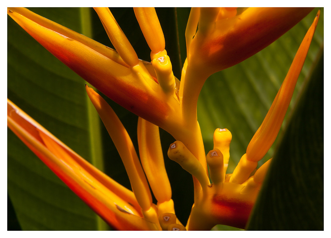 Bird of Paradise, Marigot Bay, St. Lucia