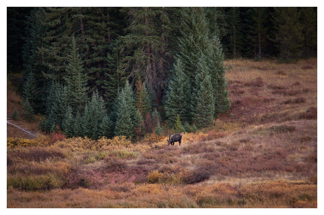 Moose, After Sunset, Eagles Nest Wilderness, White River National Forest, CO