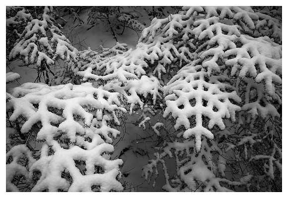 Conifers, Snow, Roan High Knob, Pisgah/Cherokee National Forests, NC/TN