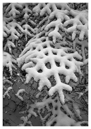 Conifer, Snow, Roan High Knob, Pisgah/Cherokee National Forests, NC/TN