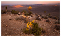 Desert Plants, Sunset, on Ryan Mountain, Joshua Tree National Park, CA