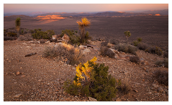 Desert Plants, Sunset, on Ryan Mountain, Joshua Tree National Park, CA