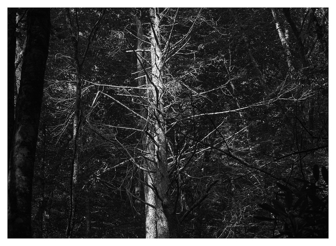 Eastern Hemlock, Morning, Nantahala National Forest, NC