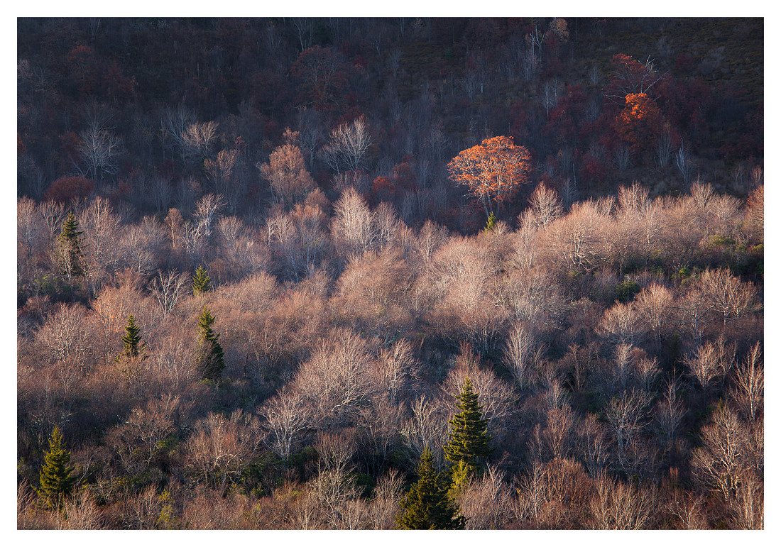 Fall Color, Evening Light, Graveyard Fields, Blue Ridge Parkway, NC