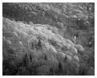 Trees, Peak Color, Fall, Blue Ridge Parkway, NC