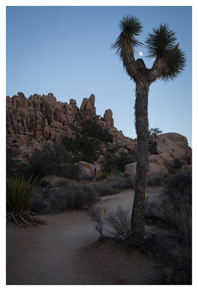 Joshua Tree, Moon, Hidden Valley, Joshua Tree National Park, CA