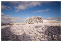 Conifers, Afternoon Light, Round Bald, Roan Mountain, Pisgah/Cherokee National Forest, NC/TN