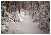 Snow-draped Forest, Afternoon Light, Roan High Knob, Roan Mountain, Pisgah/Cherokee National Forest, NC/TN