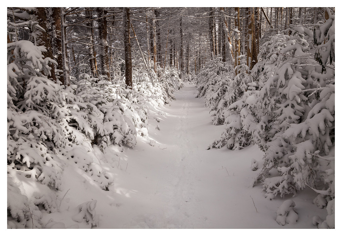 Snow-draped Forest, Afternoon Light, Roan High Knob, Roan Mountain, Pisgah/Cherokee National Forest, NC/TN