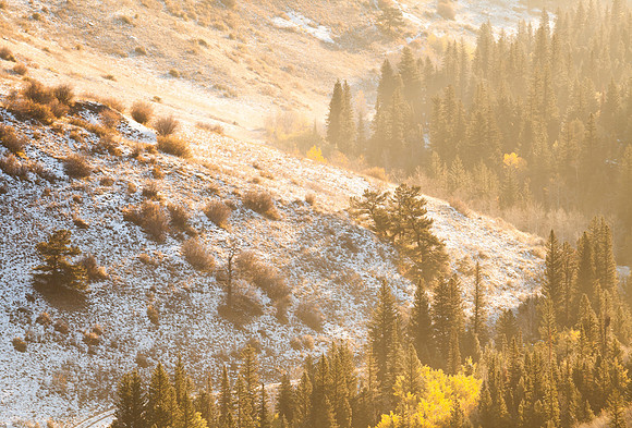 Morning Light, Mist, Snow, Roosevelt National Forest, CO