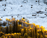 Aspen Trees, Morning Light, Snow, Roosevelt National Forest, CO