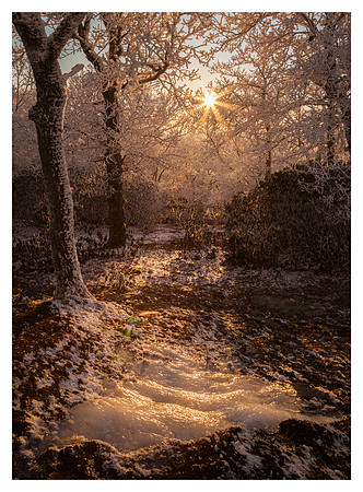 Sun Star, Rime Ice, Evening Light, Bearwallow Mountain, NC