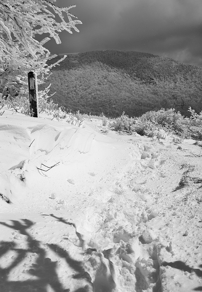Grassy Ridge Bald, App Trail, Roan Mountain, Pisgah/Cherokee National Forest, NC/TN
