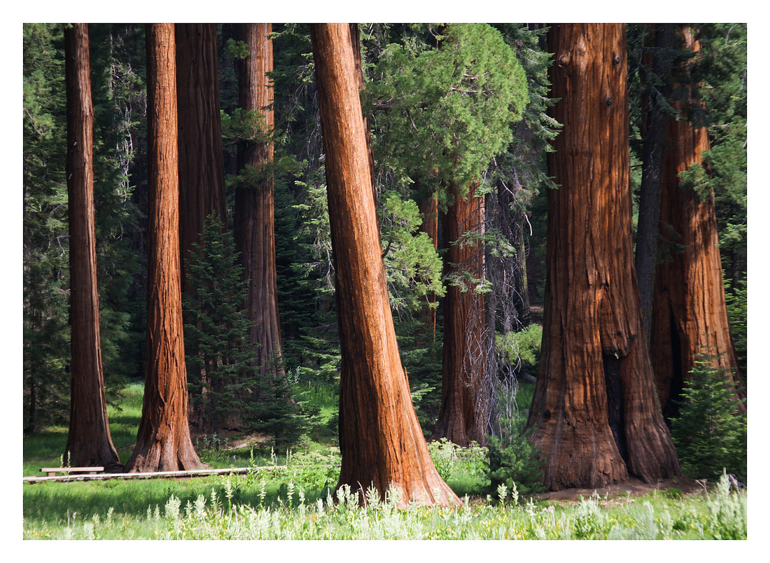 Giant Sequoias, Morning Light, Sequoia National Park, CA