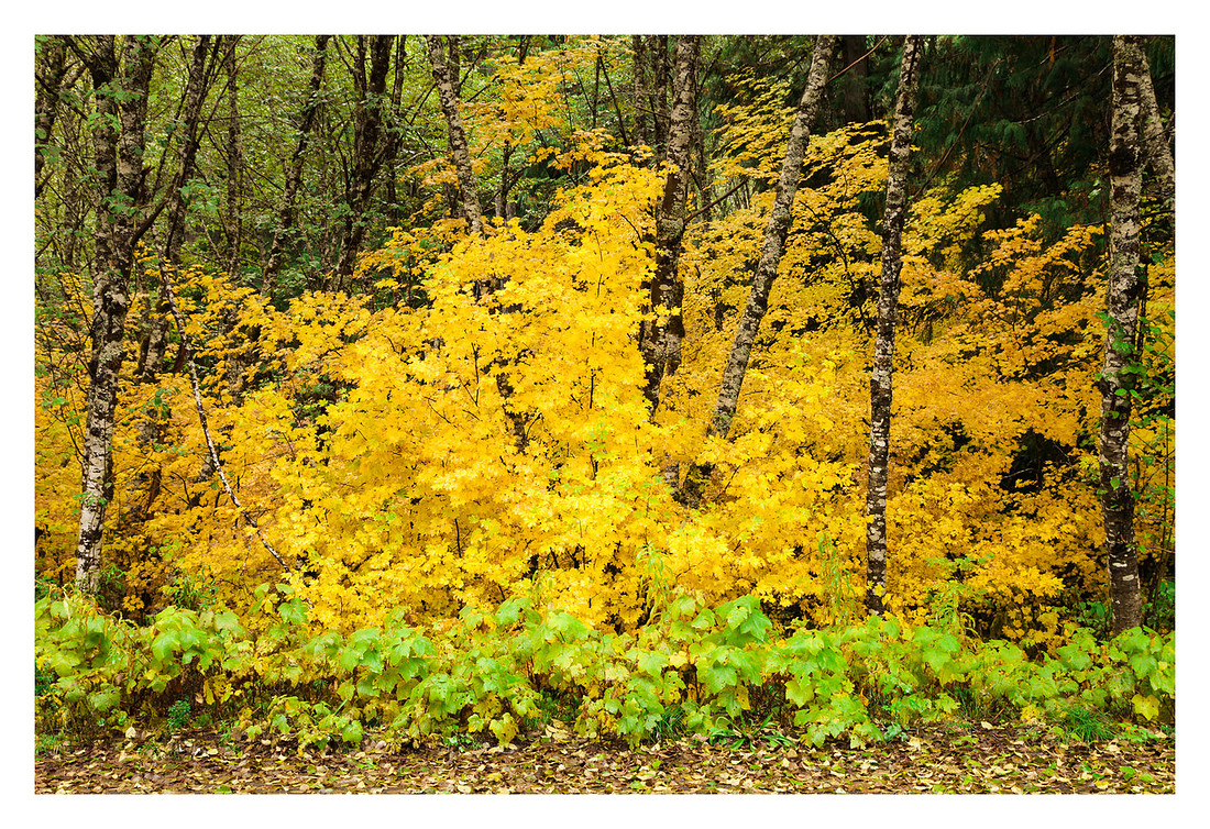 Fall Foliage, Willamette National Forest, OR
