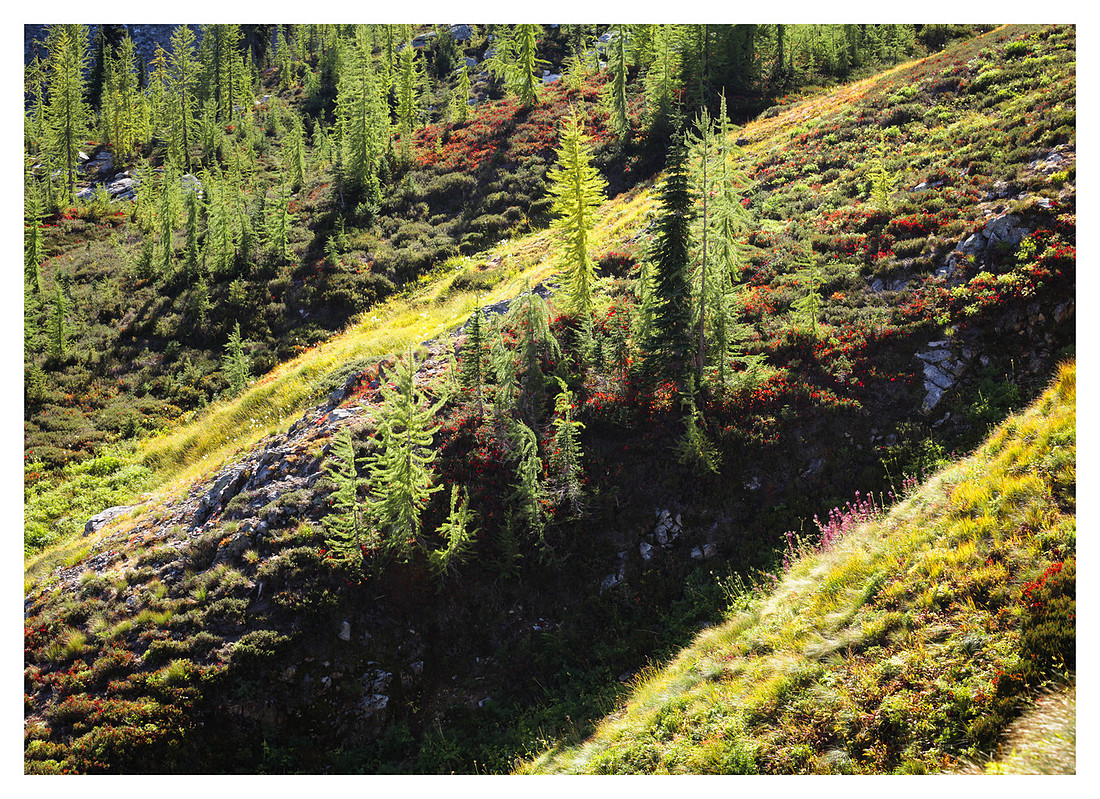 Larch Trees, Fall, Okanogan-Wanatchee National Forest, WA