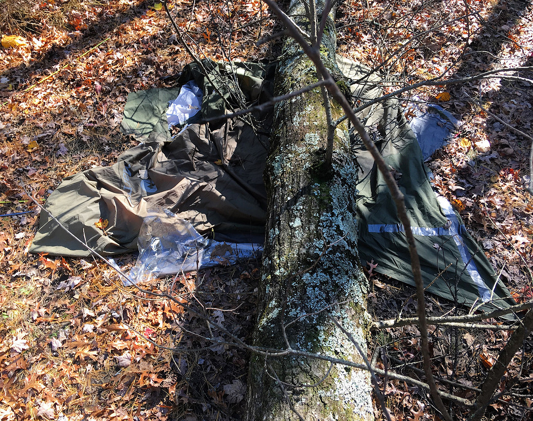 Tree Accident Pic