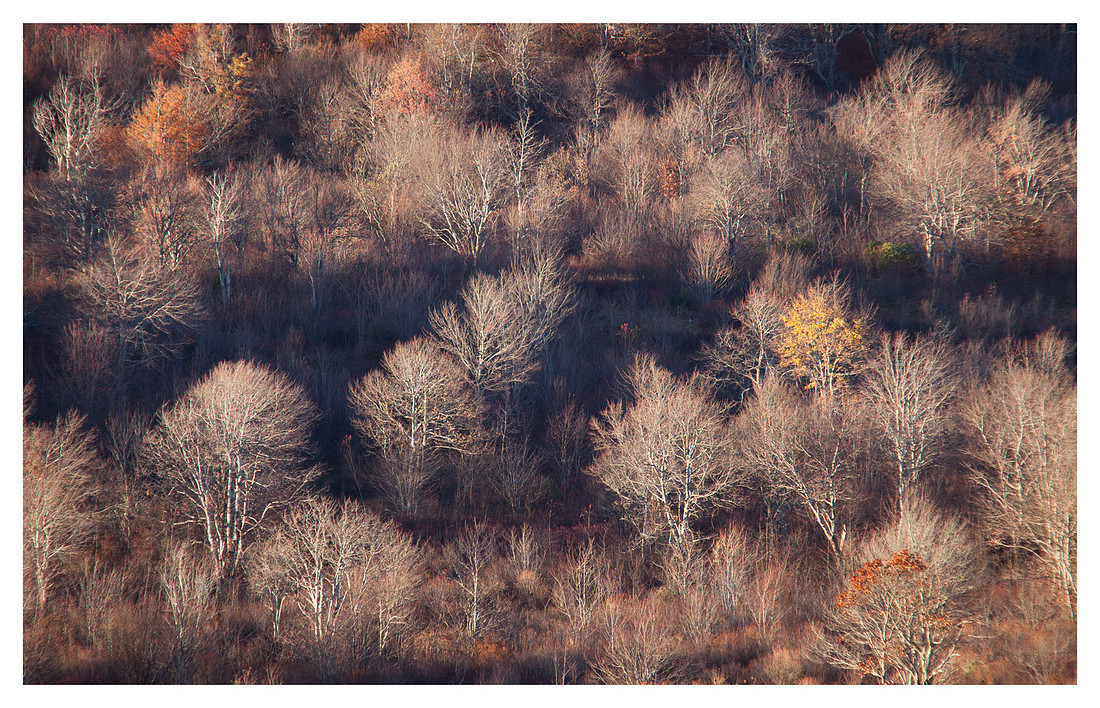 Leafless Trees, Fall, Evening, Graveyard Fields, Blue Ridge Parkway, NC