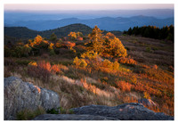 Foliage, Evening Light, Black Balsam Knob, Blue Ridge Parkway, NC