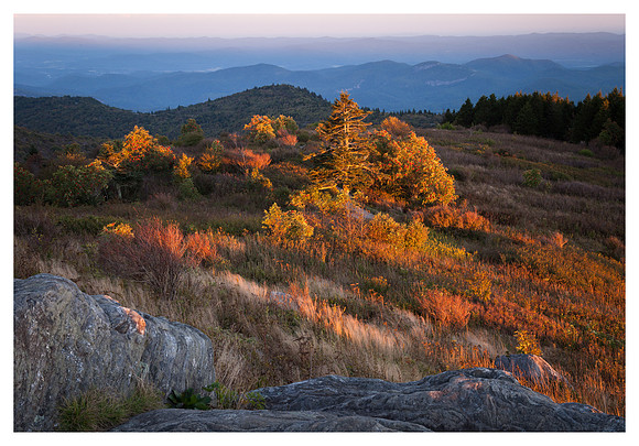 Foliage, Evening Light, Black Balsam Knob, Blue Ridge Parkway, NC