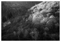 Evening Light, Hardwoods, Fall, Graveyard Fields, Blue Ridge Parkway, NC