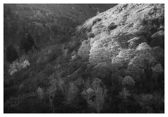 Evening Light, Hardwoods, Fall, Graveyard Fields, Blue Ridge Parkway, NC