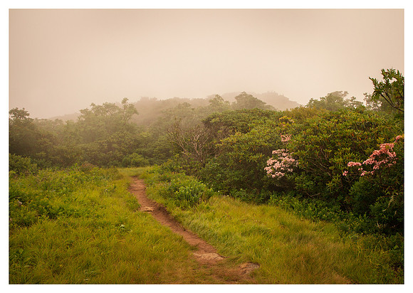 Mist, Rododendrons, Sunset, Craggy PInnacle, Blue Ridge Parkway, NC