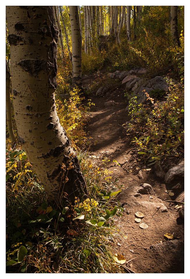 Aspens, Upper Piney River Trail, Eagles Nest Wilderness, White River National Forest, CO