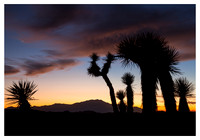 Desert Plants Sillhouette, Sunset, on Ryan Mountain, Joshua Tree National Park, CA