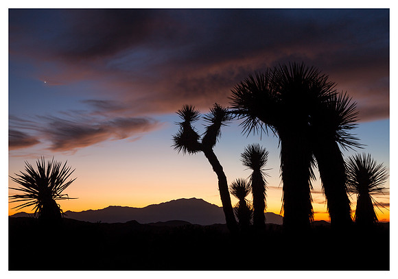 Desert Plants Sillhouette, Sunset, on Ryan Mountain, Joshua Tree National Park, CA