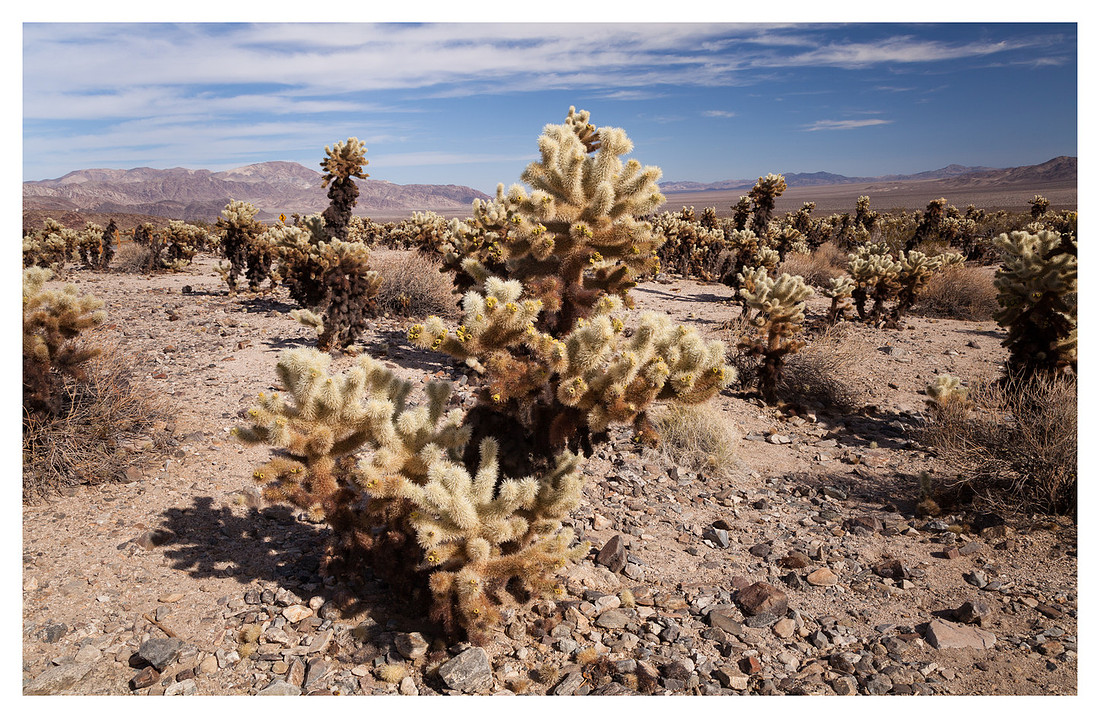 Cholla Cactus, Garden, Joshua Tree National Park, CA