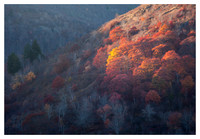 Fall Color Detail, Graveyard Fields, Blue Ridge Parkway, NC