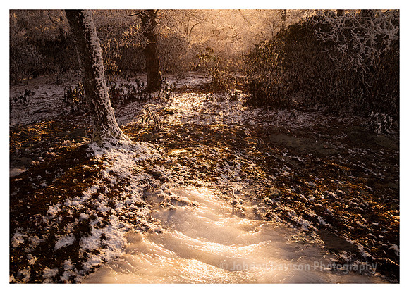 Evening Light, Rime Ice, Bearwallow Mountain, NC