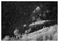 Dead Tree, Fall Foliage, Evening, Graveyard Fields, Blue Ridge Parkway, NC