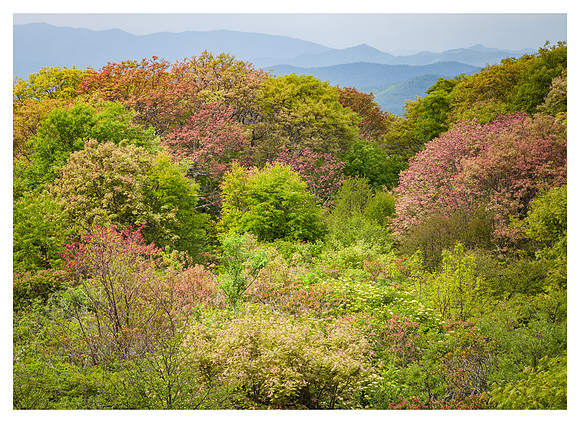Foliage, Spring, Wayah Bald, Nantahala National Forest, NC