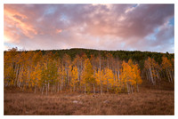 Aspens, Sunset, White River National Forest, CO