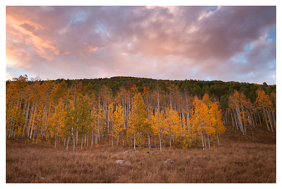 Aspens, Sunset, White River National Forest, CO